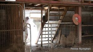 Naughty Nymphet - Ghost Thruster Watch Me Get Fucked Creampied By