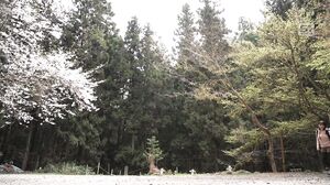 SONE-970 A standout K-cup solo camper is attacked at a campsite deep in the mountains where no one comes to help! Loose-chested camping Mei Washio