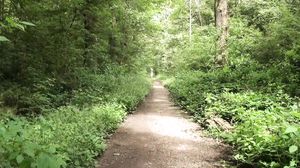 Jogger In the woods